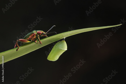 Wallpaper Mural A frog leg beetle is looking for food in a wildflower. This insect has the scientific name Sagra sp.  Torontodigital.ca
