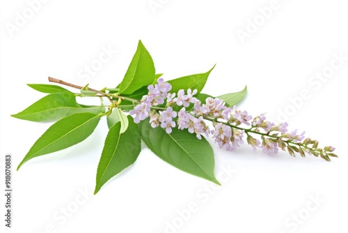 Green Tea Skin Care. Isolated Green Herb Extract of Five Leaved Chaste Tree Flowers on Raw Organic White Background photo