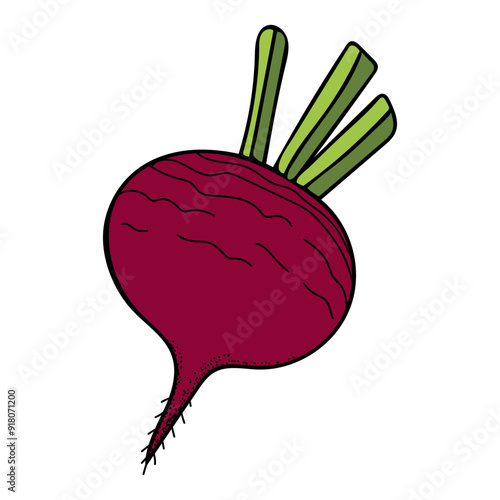 Beets flat. Harvest ripe vegetables garden. Beetroot. Hand drawn vector doodle illustration.