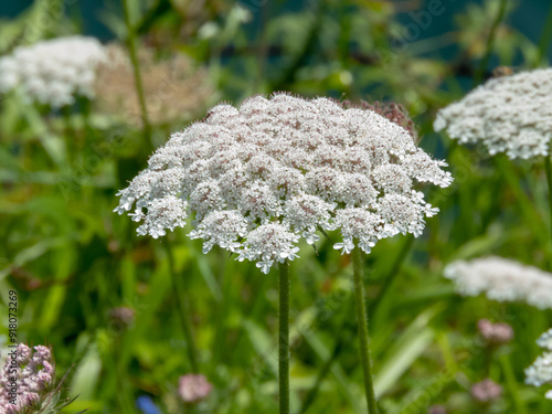 Daucus carota or wild carrot white umbel closeup. photo