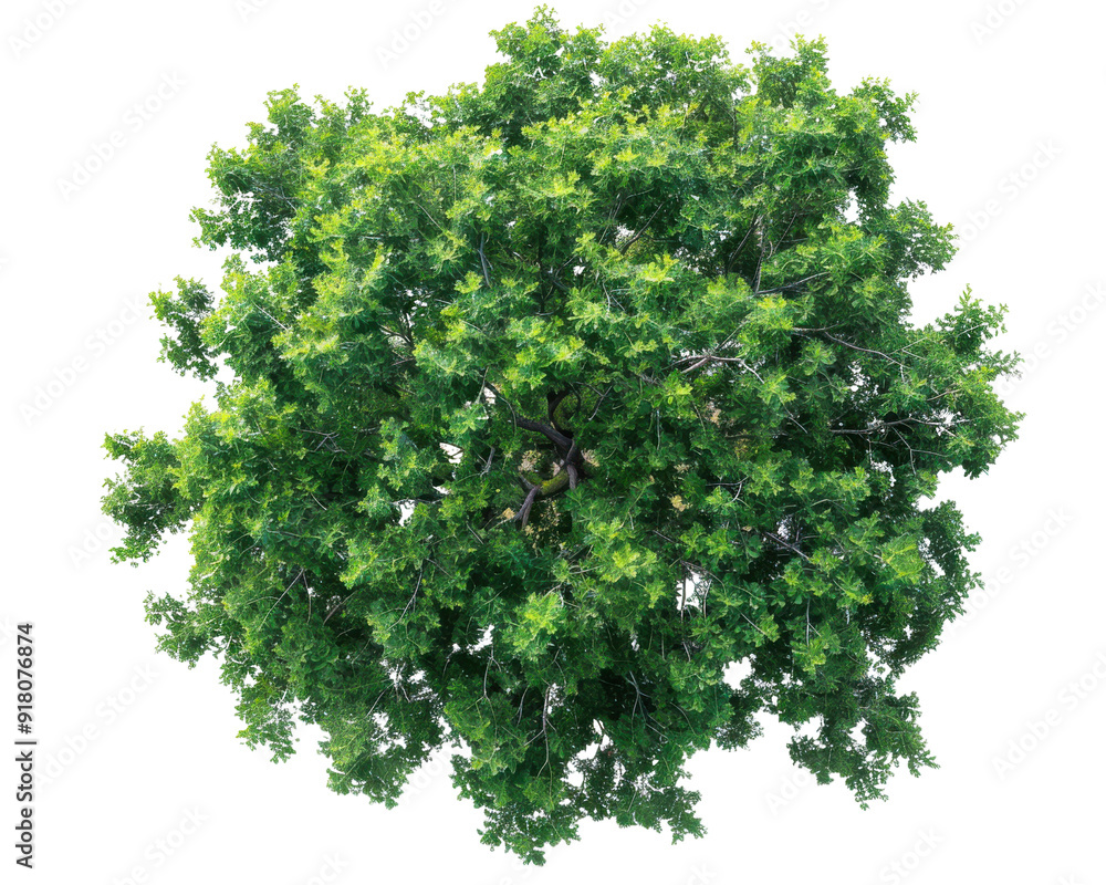 Fototapeta premium Lush green tree canopy viewed from above, showcasing vibrant foliage and intricate branches in natural sunlight.
