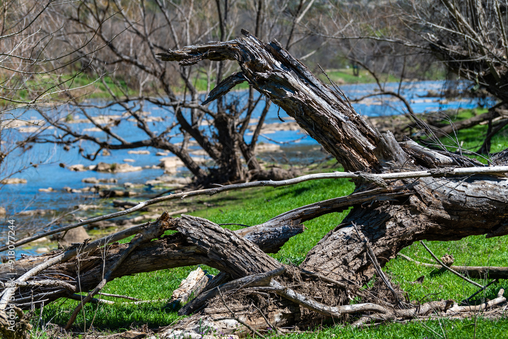 Natural landscape, dry trees against the background of a river and blue sky Natural landscape, dry trees against the background of a river and blue sky