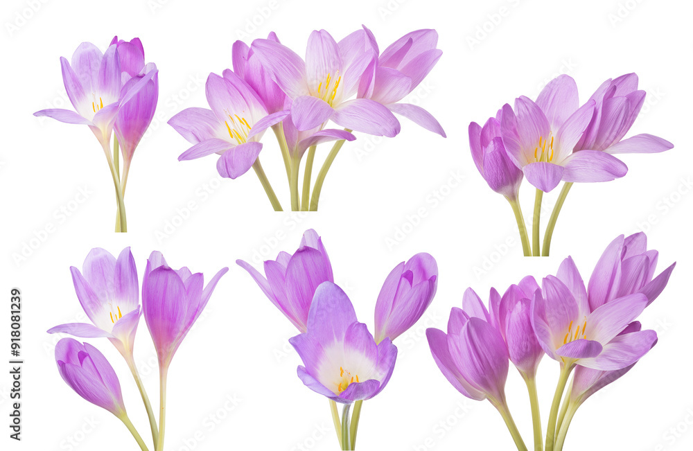 light lilac crocus six flowers groups on white light lilac crocus six flowers groups on white