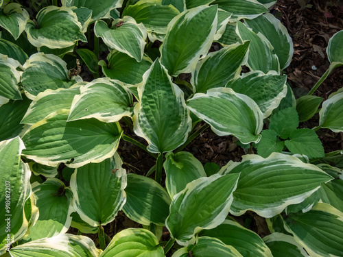 Wallpaper Mural Close-up of Hosta 'Ground Master' with narrow, green leaves with a creamy-white borders growing in a park Torontodigital.ca