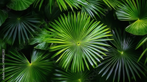 Green Palm Leaves Background