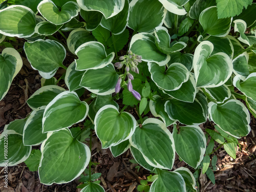 Wallpaper Mural Close-up of Hosta 'Diamond Tiara' with dark green leaves with white margin in a park in summer Torontodigital.ca