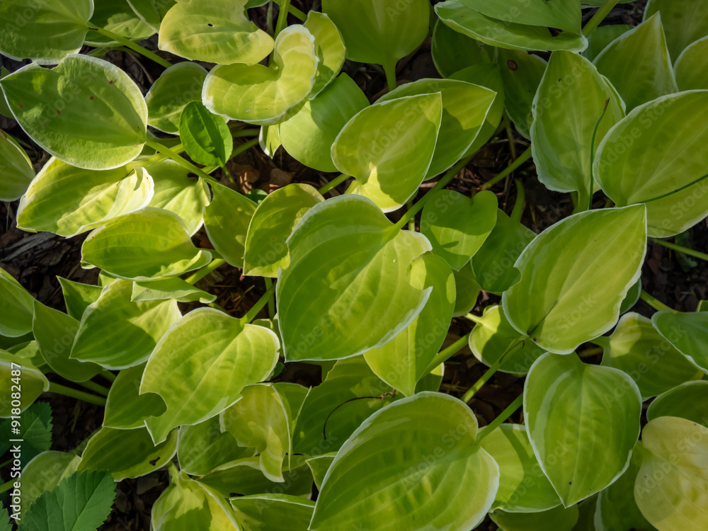 Close-up of the Plantain lily (hosta) 'Platinum Tiara' with yellow green leaves with a thin white margin Close-up of the Plantain lily (hosta) 'Platinum Tiara' with yellow green leaves with a thin white margin