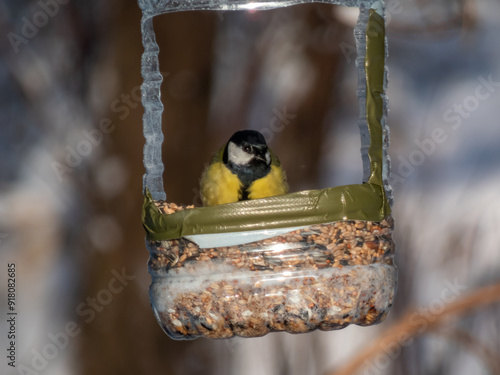 The Great tit (Parus major) visiting bird feeder made from reused plastic bottle full with grains in winter. DIY plastic bird feeder bottle hanging in the tree photo