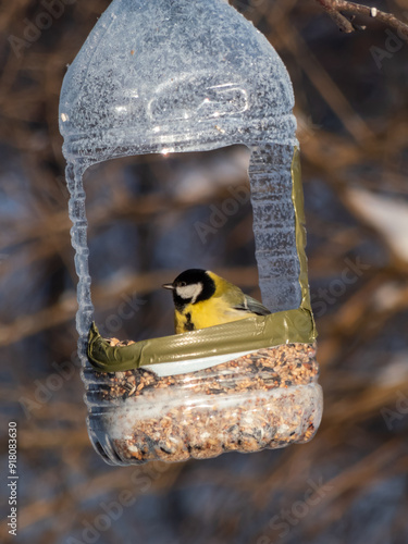 The Great tit (Parus major) visiting bird feeder made from reused plastic bottle full with grains in winter. DIY plastic bird feeder bottle hanging in the tree