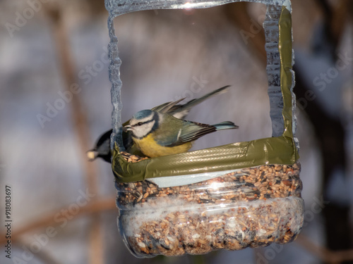 Eurasian Blue Tit (Cyanistes caeruleus) visiting bird feeder made from reused plastic bottle full with grains in winter. DIY plastic bird feeder bottle hanging in the tree photo