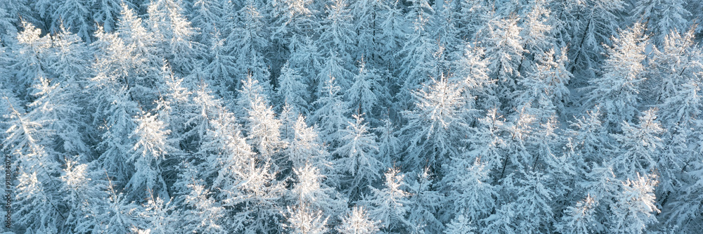Beautiful winter forest landscape. Top view of snow-covered larch trees. Frozen trees in the snow. Aerial view of amazing northern nature. Cold snowy winter weather. Cold snap. Panoramic background. Beautiful winter forest landscape. Top view of snow-covered larch trees. Frozen trees in the snow. Aerial view of amazing northern nature. Cold snowy winter weather. Cold snap. Panoramic background.