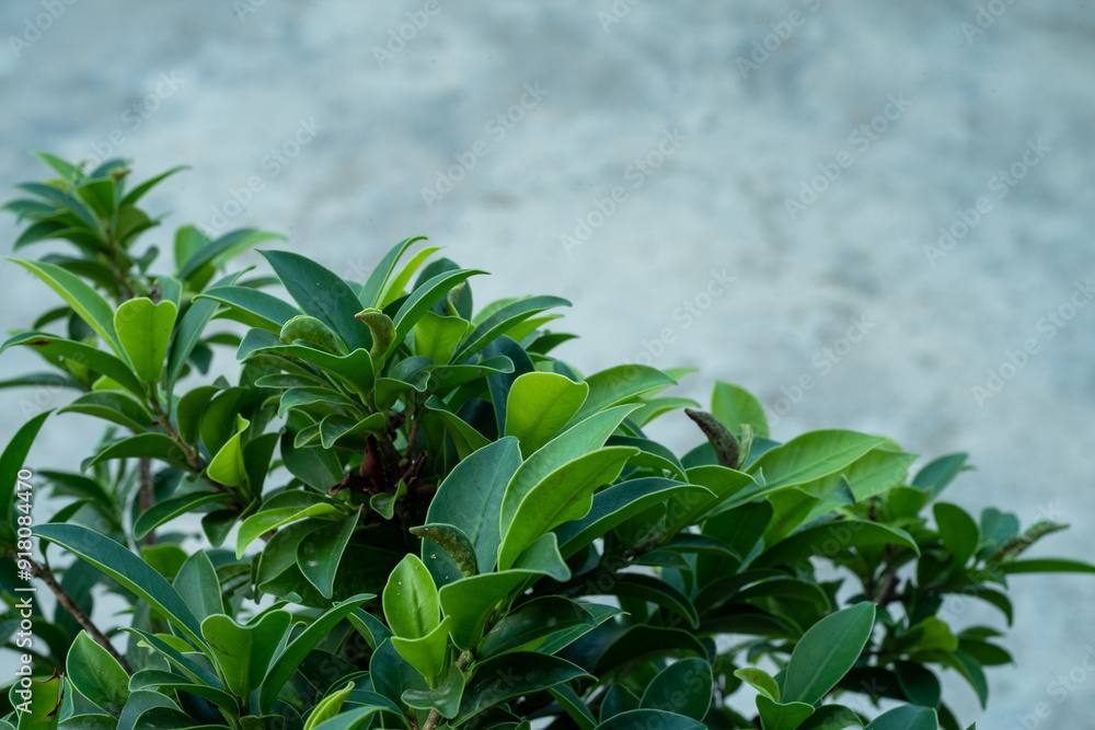 Sancang leaves in close up photo Sancang leaves in close up photo