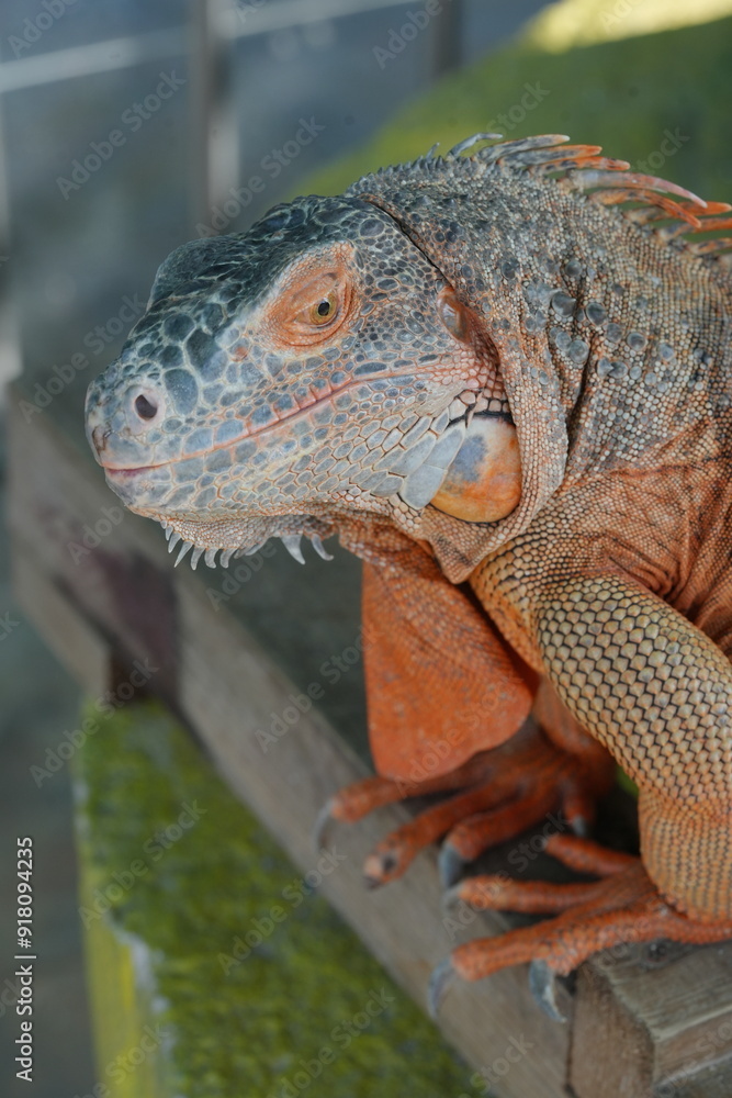 The Green Iguana (Iguana iguana) is a large, arboreal lizard native to Central and South America. It is known for its vibrant green coloration and impressive size, making it a popular species|美洲鬣蜥 The Green Iguana (Iguana iguana) is a large, arboreal lizard native to Central and South America. It is known for its vibrant green coloration and impressive size, making it a popular species|美洲鬣蜥
