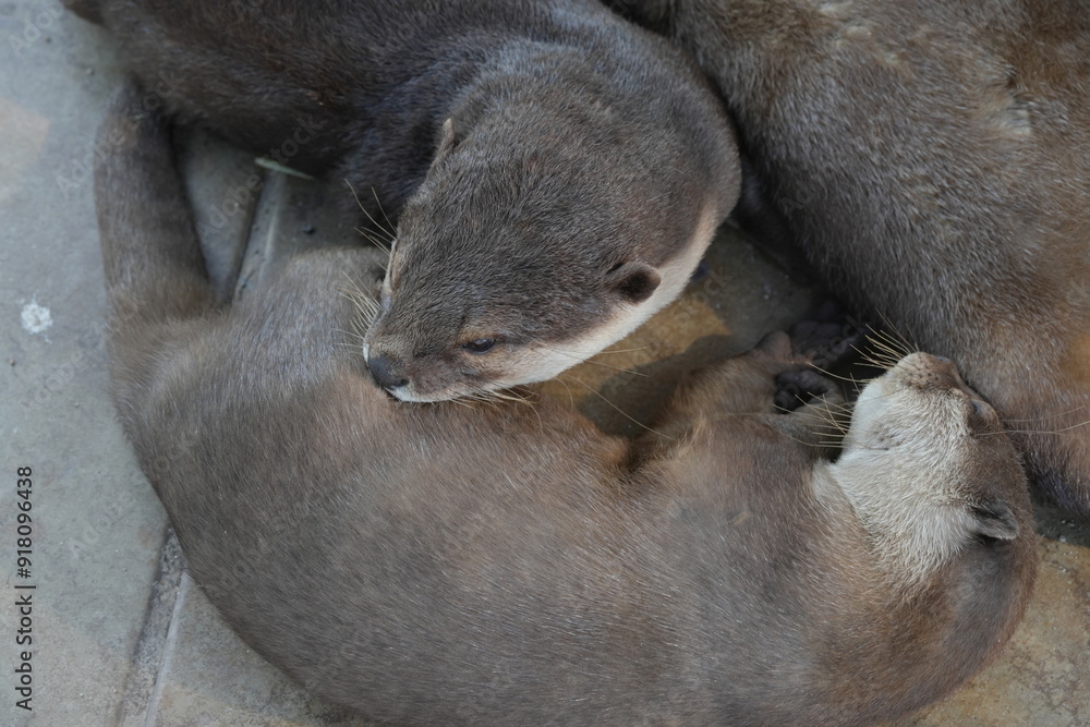 Obraz premium ニホンアナグマ（Lutra nippon）、一般に日本のカワウソとして知られるこの種は、日本に自生するカワウソの一種です。日本のカワウソは、アジアに分布するいくつかのカワウソ種の中の一つで、主に河川や湖沼、湿地帯に生息しています。