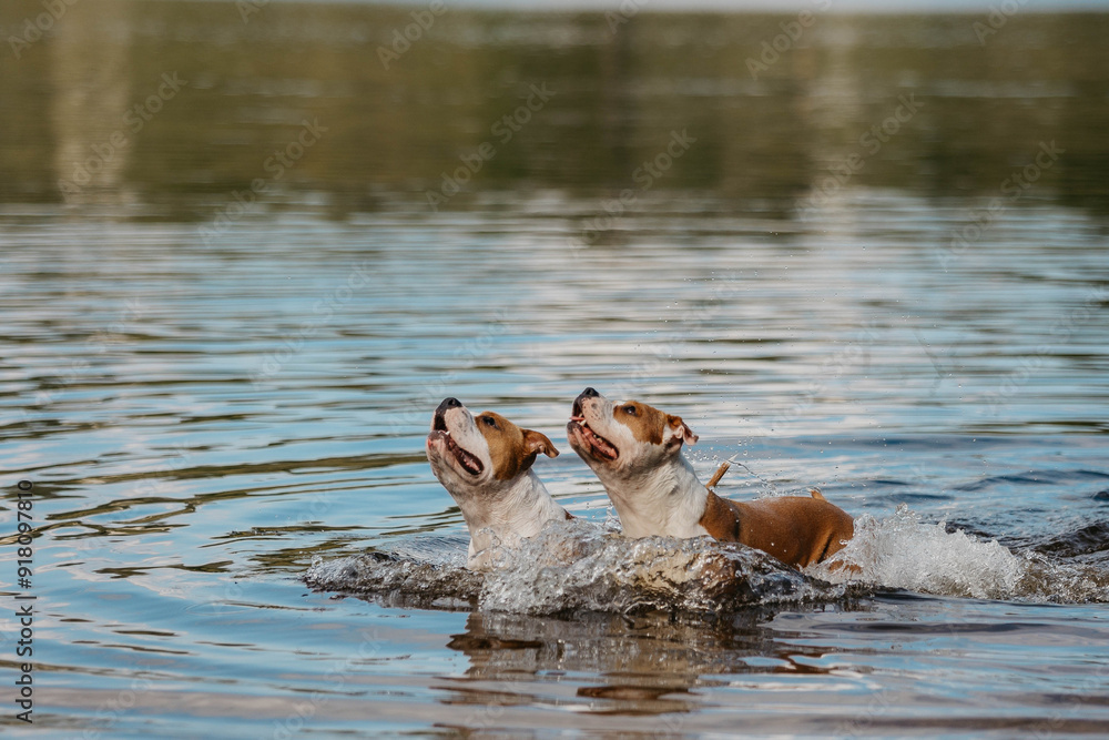 The American Staffordshire Terrier. Two dogs are running in the water. The American Staffordshire Terrier. Two dogs are running in the water.