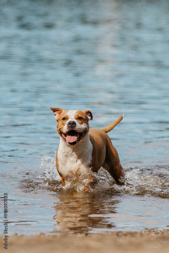 The American Staffordshire Terrier. Two dogs are running in the water. The American Staffordshire Terrier. Two dogs are running in the water.