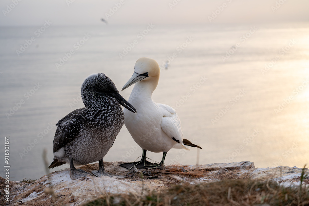Obraz premium A close-up of Northern Gannets feeding their chicks on Heligoland, a protected bird sanctuary. The intimate moment captures wildlife tenderness in one of Germany’s most important seabird colonies.