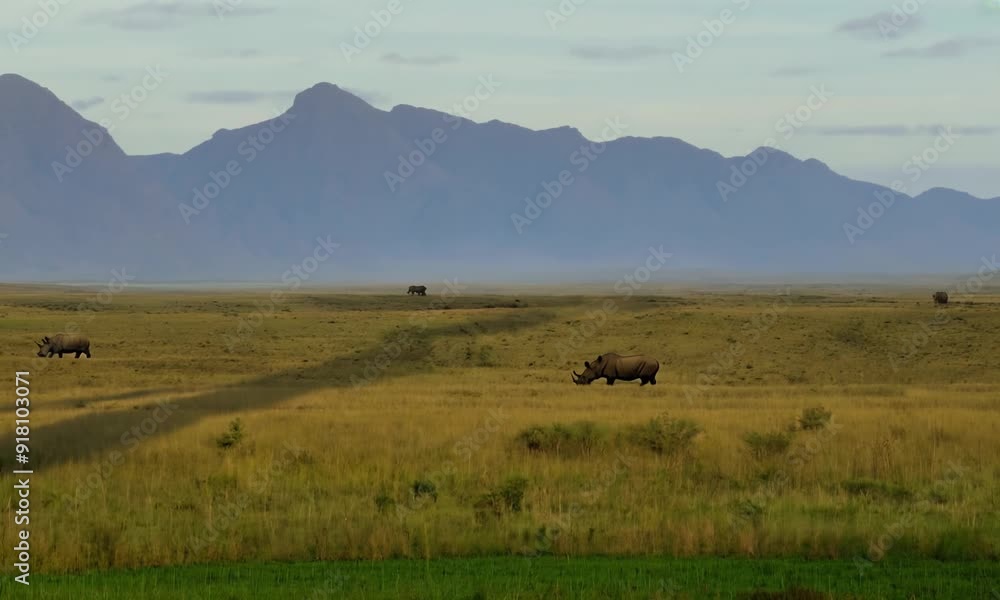 High angle shot: The camera looks down on a group of rhinos grazing in a grassy field, with mountains in the background. Video High angle shot: The camera looks down on a group of rhinos grazing in a grassy field, with mountains in the background. Video