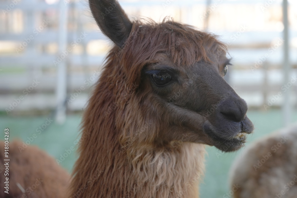 Obraz premium ワカヤ・アルパカ（Huacaya alpaca）は、アルパカの二つの主要な品種の一つで、もう一つはスーリ・アルパカ（Suri alpaca）です。ワカヤアルパカは、その柔らかく、密度が高く、波状のフリースが特徴で、非常に重宝されています。このフリースは暖かさと軽さを兼ね備えており、毛糸や衣料品の製造に利用されます。