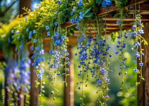 Delicate hanging creepers adorned with miniature blue blooms cascade down, creating a whimsical botanical display perfect for embellishing garden arches and ornate trellises.