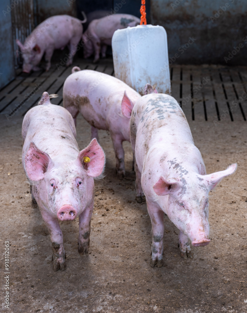 pigs in pen on organic farm in the netherlands pigs in pen on organic farm in the netherlands