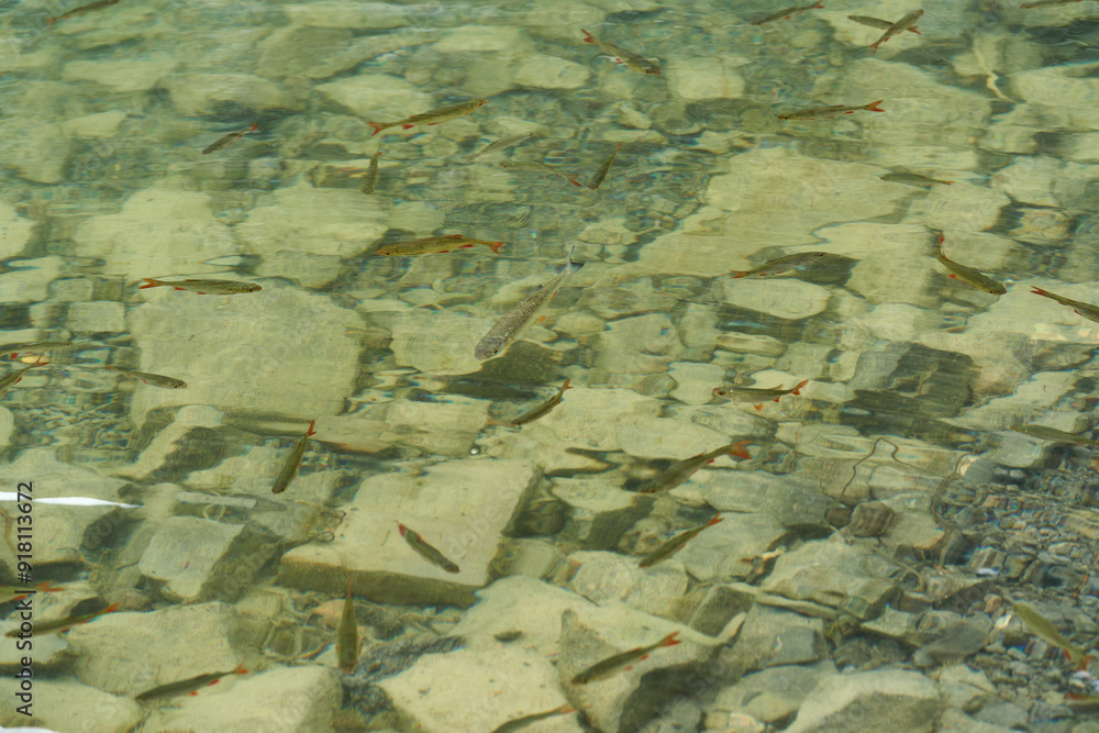 Juvenile fish with red tails Juvenile fish with red tails