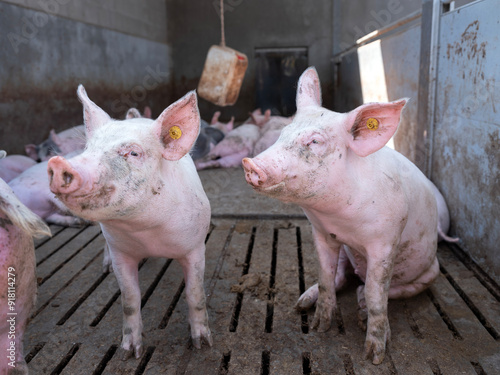 pigs in pen on organic farm in the netherlands