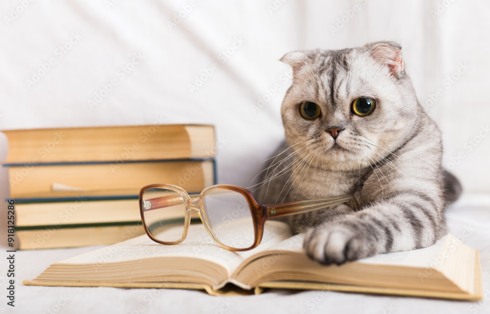Gray scottish fold cat lying near books and eyeglasses Gray scottish fold cat lying near books and eyeglasses