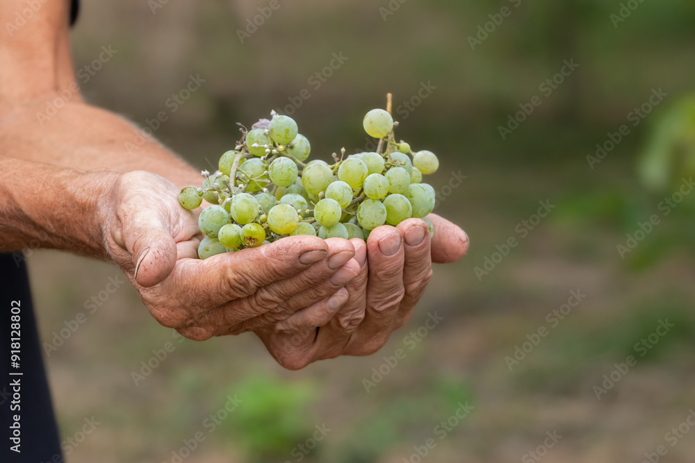 A man holds a bunch of ripe yellow grapes in the background of a vineyard close-up. Harvesting grapes. A man holds a bunch of ripe yellow grapes in the background of a vineyard close-up. Harvesting grapes.