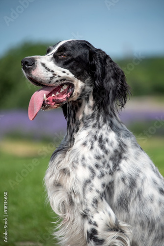 Photography Close-up portrait of a young black and white English Setter dog