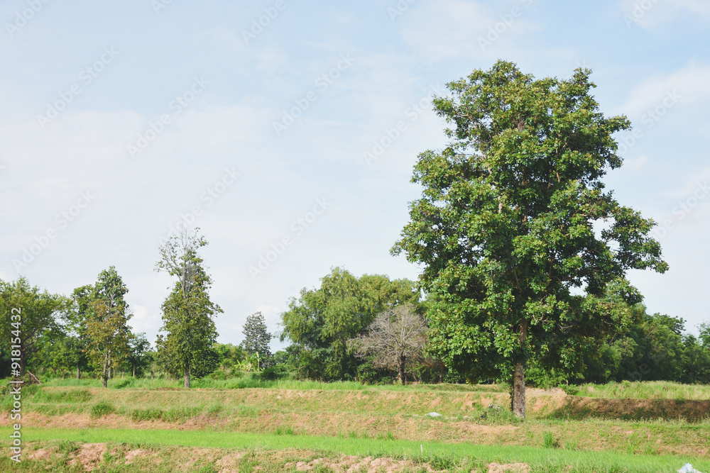 A tree stands out in the middle of a rice field. A tree stands out in the middle of a rice field.