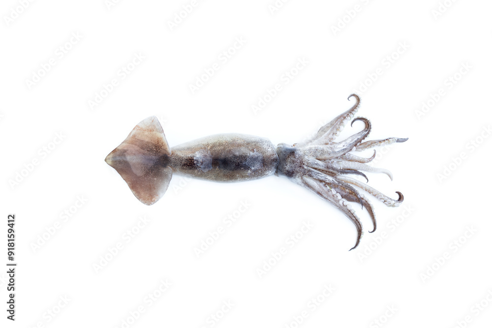 Fresh squid isolated on white background, Sea food, Raw food Fresh squid isolated on white background, Sea food, Raw food