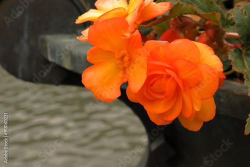 Orange begonia flower. Close up and isolated. Stockholm, Sweden. photo