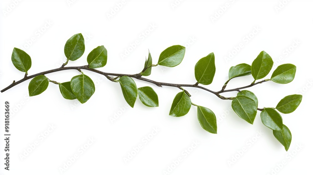 Thin Curved Branch with Green Leaves on White Background, Ideal for Nature and Ecology Concepts Generative AI Thin Curved Branch with Green Leaves on White Background, Ideal for Nature and Ecology Concepts Generative AI