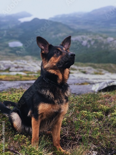 german shepherd dog on the mountain