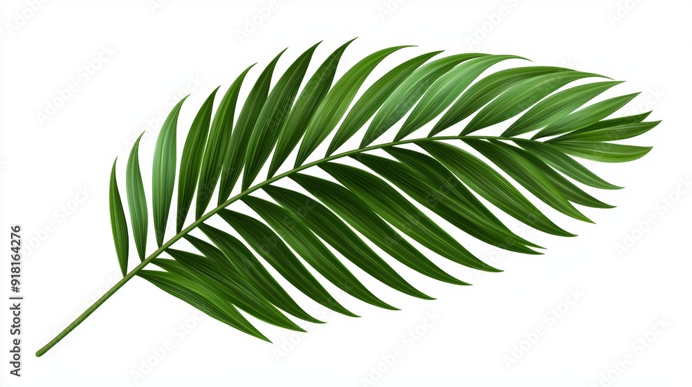 Realistic Green Palm Leaf Isolated on White Background for Tropical and Summer Designs Generative AI Realistic Green Palm Leaf Isolated on White Background for Tropical and Summer Designs Generative AI