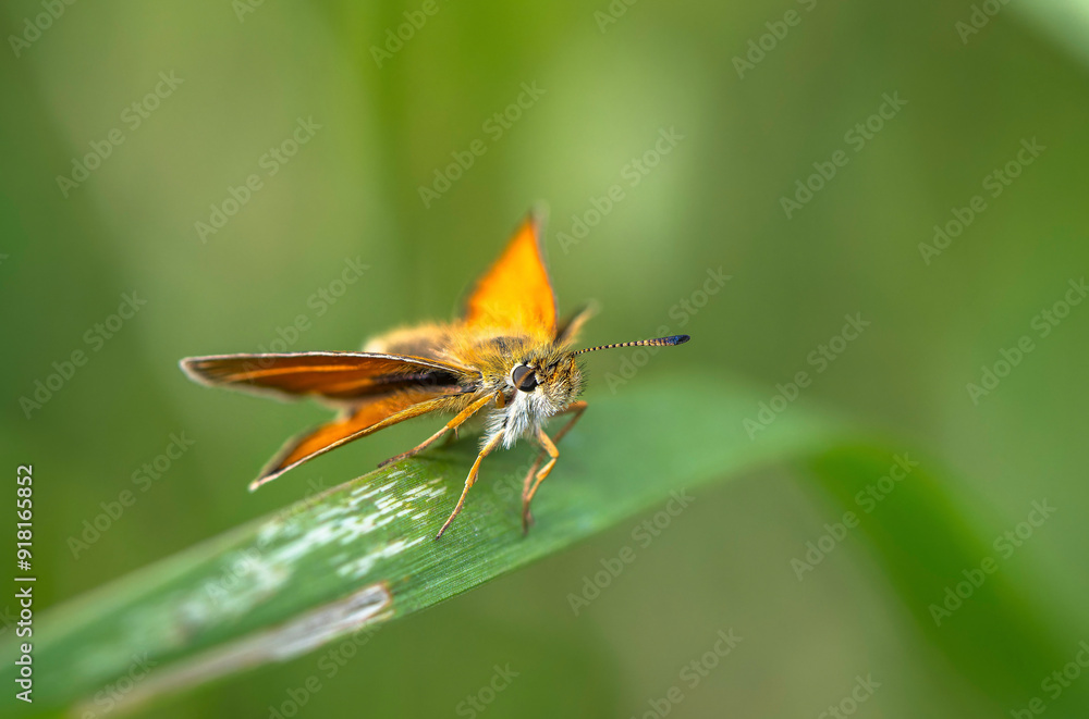 schwarzkolbiger Braun-Dickkopffalter auf einem Grashalm