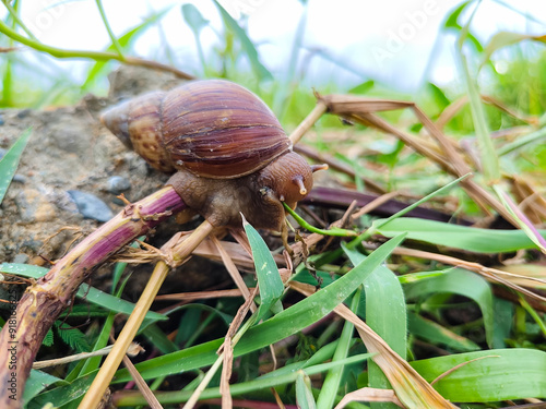 snails eating plants in the grass outdoors photo