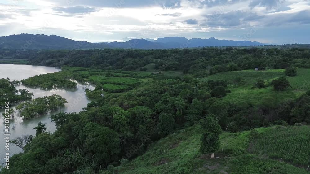 Mangrove trees that line the banks of a large, murky river provide a sanctuary for migratory birds. Drone aerial Mangrove trees that line the banks of a large, murky river provide a sanctuary for migratory birds. Drone aerial