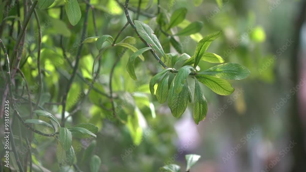 rain water drops falling onto plants leaves in tropical forest garden rain water drops falling onto plants leaves in tropical forest garden