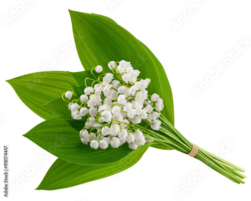 Lily of the valley isolated on white background, full depth of field