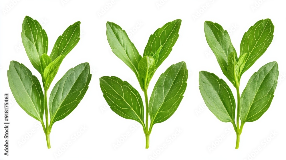 Closeup of stevia leaves showing intricate details, isolated on white background, bright and fresh appearance Closeup of stevia leaves showing intricate details, isolated on white background, bright and fresh appearance