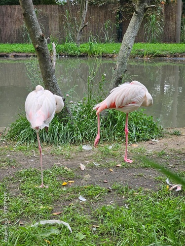 Fenicotteri rosa nello zoo di Wroclaw, polonia