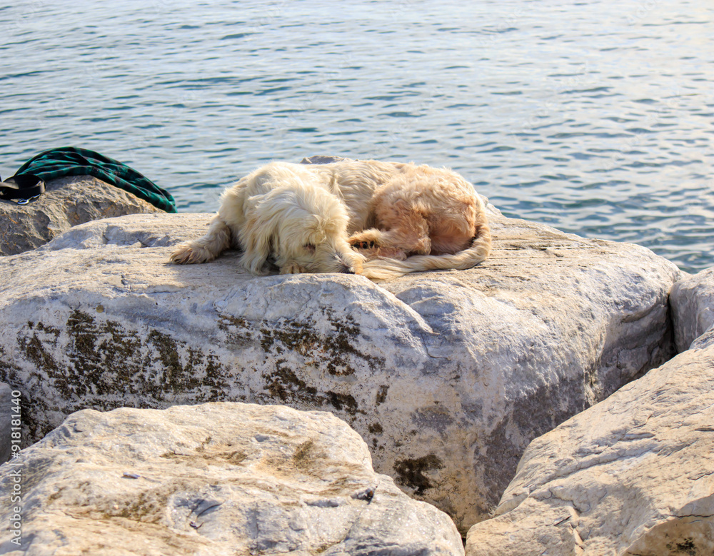 dog napping on the seaside rocks dog napping on the seaside rocks