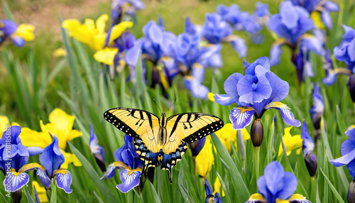 Butterflies and irises beauty of nature with blue and yellow flowers in the background photo