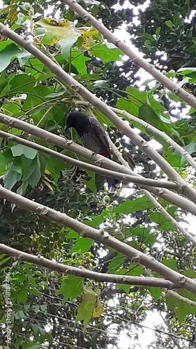 Red Vented Bulbul Bird Sitting on Tree Twig photo