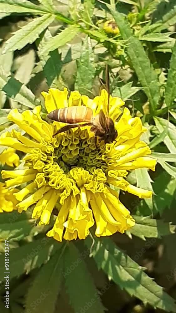 Giant Honey Bee on Yellow Marigold Flower Giant Honey Bee on Yellow Marigold Flower