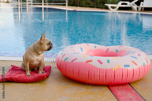Adorable bulldog dog relaxing by the pool looking at colorful swimming equipment.