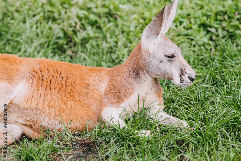 Fototapeta premium Red Kangaroo in Indianapolis Zoo