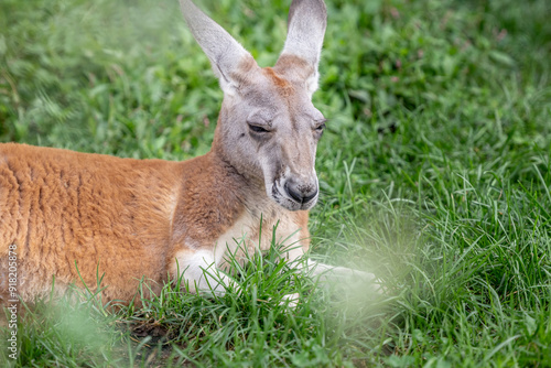 kangaroo in grass